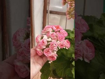 Мой цветочный бизнес - Ю Полонез #пеларгония #цветы #Ю_Полонез