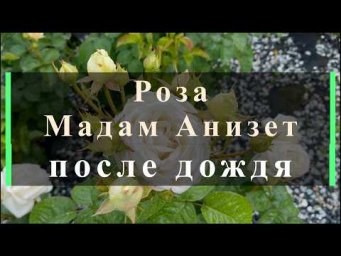 Питомник роз Иващенко - Роза Мадам Анизет после дождя. Питомник растений Е. Иващенко
