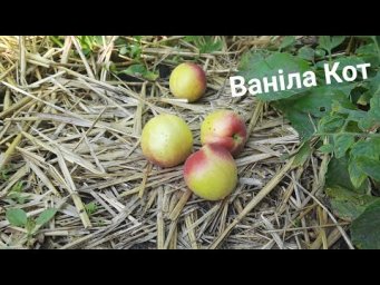 Сергей Манжуков - Ваніла кот -смак який не забувається.