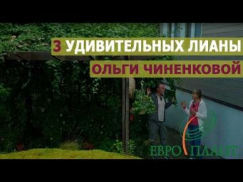 Евро-Плант - Три лианы от Ольги Чиненковой: клематис фаргезиойдес, актинидия коломикта, лимонник кит