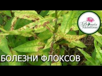 Вероника Поливкина - БОЛЕЗНИ ФЛОКСОВ И ИХ ЛЕЧЕНИЕ