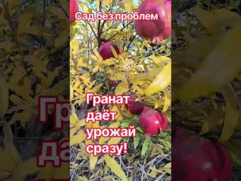 Сад без проблем - Гранат даёт урожай сразу!
