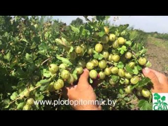 Питомник растений КФХ Сад - Крыжовник сорт Кельтайнен
