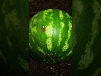 Экочервь Ecoworm - тысячи червей едят арбуз #экочервь #timelapse #таймлапс