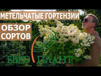 Евро-Плант - Обзор сортов метельчатых гортензий. Выбор профессионалов.