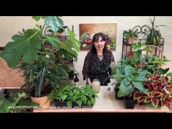 Урожайный огород Татьяна Щедрина - С ЭТОЙ ПОДКОРМКОЙ РАССАДА ВЫРАСТЕТ КАК У ЛУЧШИХ ПРОФЕССИОНАЛОВ!