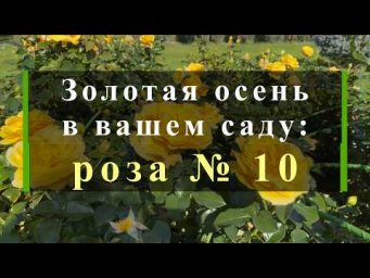 Питомник роз Иващенко - Золотая осень в вашем саду: роза №10. Питомник растений Е. Иващенко