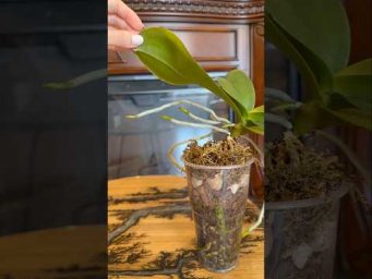 Garden orchides - Безотказный способ разбудить орхидеи без корней!