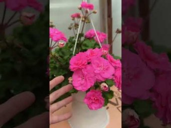 Мой цветочный бизнес - ТА Майская Роза #ТА_Майская_Роза #пеларгония #сорт