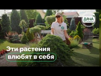Дача без проблем - Сад без хлопот: мой ТОП-5 самых красивых растений