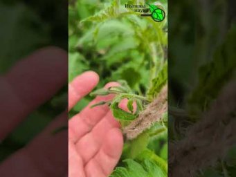 Иван Русских Иванова наука - 