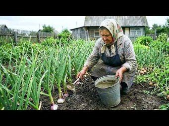 Сад-огород Life - Чеснок будет разрывать землю своим размером после этой подкормки в июле! Последняя