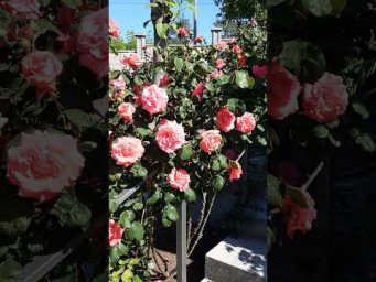Питомник роз Полины Козловой - Розы, саженцы роз из Питомника Роз Полины Козловой https://rozarium.b