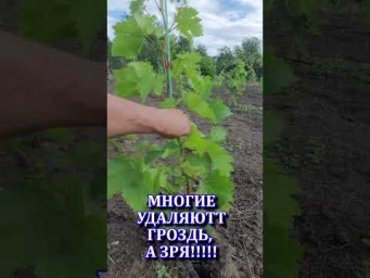 Виноград Одесса - Миф о первой грозди молодого винограда #shorts #tiktok #виноград #сад #farming #да