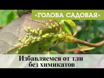Голова садовая - Голова садовая - Избавляемся от тли без химикатов