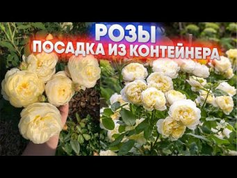 Садовый клуб Наталии Петренко - Розы - посадка из контейнера