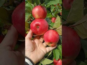Хатунский питомник - 