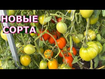Vogorode - Томат МЕДОВОЕ СЕРДЦЕ, томат ТУРМАЛИН, томат СЛИВКА ИЗ КИСЕЛЕВСКА, томат КАРАПУЗ