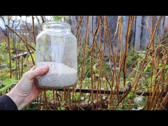 Сад-огород Life - Это удобрение укрепит малину и заложит море плодовых почек внесите в октябре!