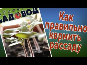 Газета Садовод - Как правильно накормить рассаду