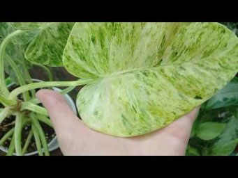 Цветочки у Альбины - Комнатные растения . изменения в моем цветочном уголке .