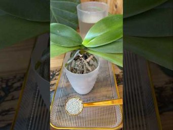 Garden orchides - Если посадить орхидеи в этот грунт, корни не будут гнить и станут расти!