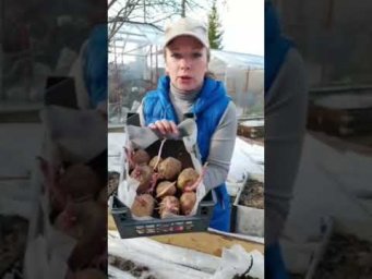 Сад для души - КАК УСКОРИТЬ УРОЖАЙ КАРТОФЕЛЯ #картошка #картофель #проращиваниекартофеля #садоводнич
