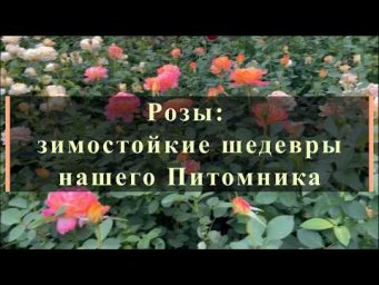 Питомник роз Иващенко - Розы: зимостойкие шедевры нашего Питомника. Питомник растений Е. Иващенко