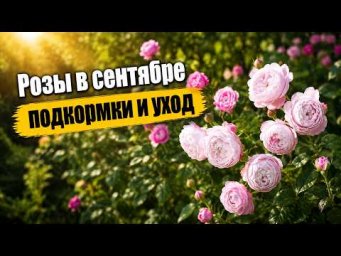 Садовый клуб Наталии Петренко - Розы в сентябре   подкормки и уход