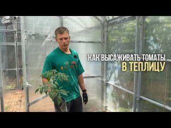 Умное хозяйство - Сажаю томаты так &mdash; и урожай на 74% больше. Показываю всё