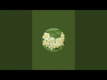 Валентина Вьюнова - Хойи - мои зелёные друзья в прямом эфире!