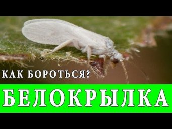Летний огород - КАК БОРОТЬСЯ С БЕЛОКРЫЛКОЙ на РАСТЕНИЯХ