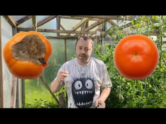 Практичный огород - Агрономы будут в шоке от этого видео! Как я победил вершинную гниль томатов и пе
