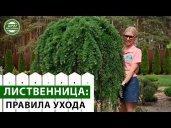 Дача без проблем - Лиственница &mdash; королева сада! Секреты ухода за хвойными на штамбе