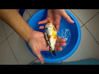 Флорини питомник - КАК ОТЛИЧИТЬ САМЦА от САМКИ. КАРП КОИ