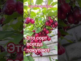 Сад без проблем - Этот сорт всегда покупают!