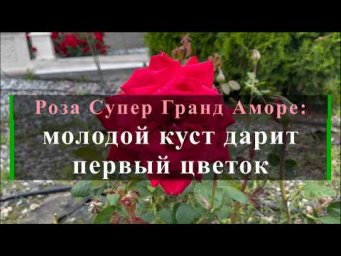 Питомник роз Иващенко - Роза Супер Гранд Аморе: молодой куст дарит первый цветок. Питомник растений 