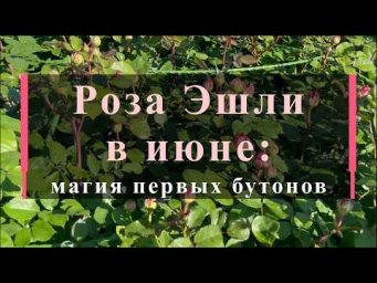 Питомник роз Иващенко - Роза Эшли в июне: магия первых бутонов. Питомник растений Е. Иващенко