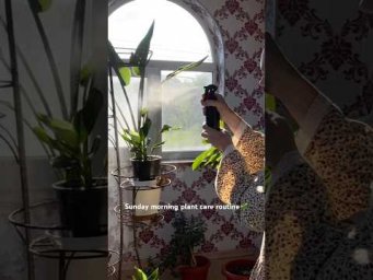 Валентина Земскова - Soothing Sunday plant care 