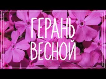 Сад на балконе - Герань весной. Обрезка и уход. Пробуждение пеларгонии