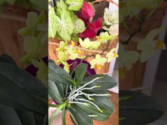 Garden orchides - От этого полива орхидеи будут цвести круглый год!