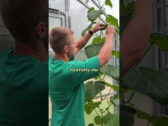 Умное хозяйство - Эта формировка огурцов которая даёт дополнительный урожай.