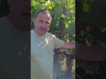 Виноград Одесса - Не сделаете это до цветения &mdash; пожалеете потом #shorts #tiktok #виноград #сад #farm