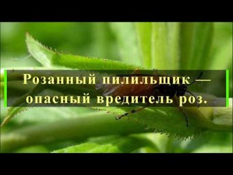 Питомник роз Иващенко - Розанный пилильщик &mdash;опасный вредитель роз. Питомник растений Е. Иващенко