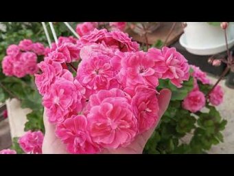 Мой цветочный бизнес - Пеларгония ТА Марокканская Принцесса