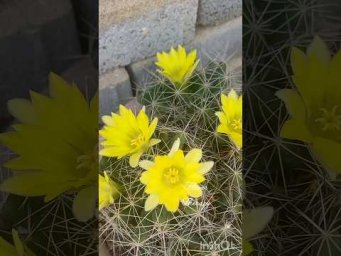 Фловер терапи - Кактусы Цветут ☀️ #кактусыцветут #мояколлекция #cactusbloom #греция