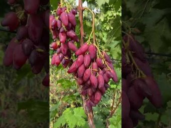 Выращивание винограда - Виноград Журавчик Червоний..Продаж саджанців  винограду.Телефон 098 115 04 1