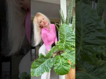 Garden orchides - Зря я ранее не поливала алоказии в поддон!