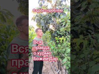 Сад без проблем - Вся правда о хурме Божий Дар!
