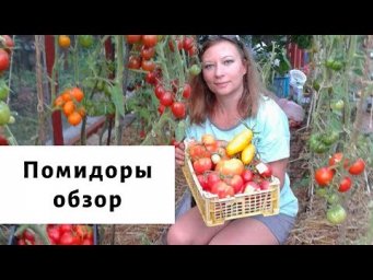 Сад для души - Удивительные помидоры 2019